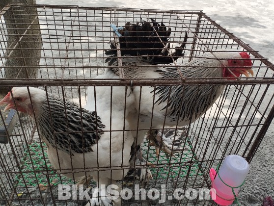 কলম্বিয়ান লাইট ব্রাহমা